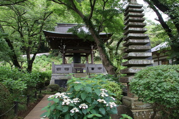 Wall Mural - 寺の境内に咲く紫陽花。川崎市の妙楽寺の紫陽花。鐘楼と十三重塔。