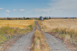 Dirt road leading to a grain silo in the prairie, Alberta, Canada