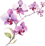 Purple Orchid flower watercolor illustration. Generative AI