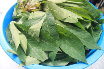  cassava leaves in a blue plastic container on the table