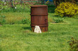 Stara zardzewiała stalowa beczka stojąca w ogrodzie na xielonym zadbanym trawniku 