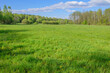 Duża łąka zarośnięta zieloną trawą w słoneczny dzień z delikatnie zachmurzonym niebem 