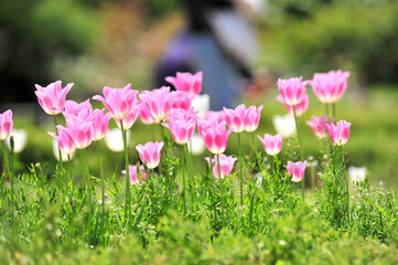 Wall Mural - pink and white flowers