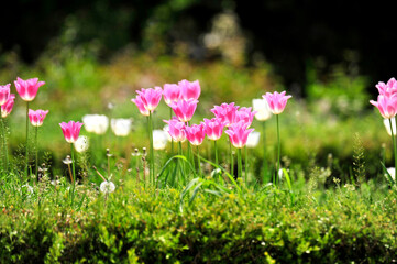 Wall Mural - pink and white flowers