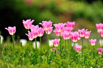 Wall Mural - pink and white flowers