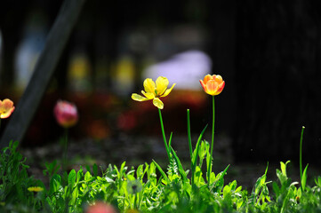Wall Mural - flowers in the garden