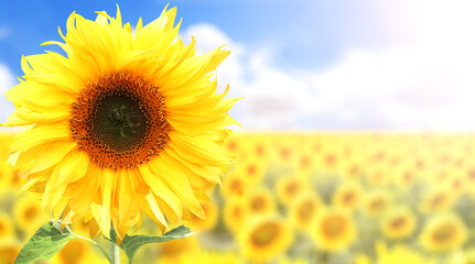 Canvas Print - Sunflower on blurred sunny nature background. Horizontal agriculture summer banner with sunflowers field