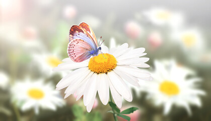 Aufkleber - Wild flowers of chamomile in a meadow on sunny nature spring background. Summer scene with butterfly and camomile flower in rays of sunlight. Close-up or macro