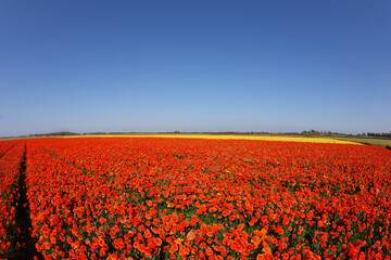 Poster - Huge field of blossoming buttercups