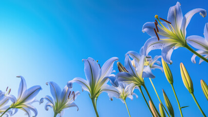 Blue lily flowers and leaf Border surrounding on a over cloud blue sky, Highlighting the Soft and Selective Elements of Flower Border Art. Generative ai