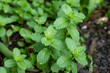 Fresh peppermint in the vegetable plot background. Close up beautiful mint, peppermint.