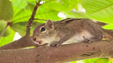 Squirrel Calls Relatives Sitting On A Tree Branch In Sri Lanka