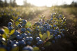Blueberry plantation. Generative ai