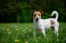 Cute Active Dog Walking At Green Grass In Park At Summer Day. Jack Russell Terrier Portrait Outdoors
