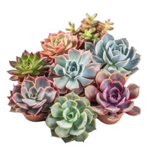 Bunch Of Different Types Of Colorful Echeveria Succulents On Isolation