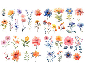 set of watercolor flowers on white background