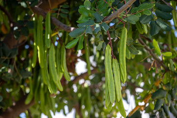 Wall Mural - Carob tree , fresh green carob berries carob healthy food, Ceratonia siliqua (carob)