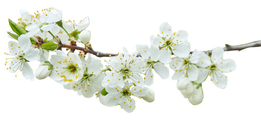 Branch of apple flowers. Spring white blossom flowers isolated