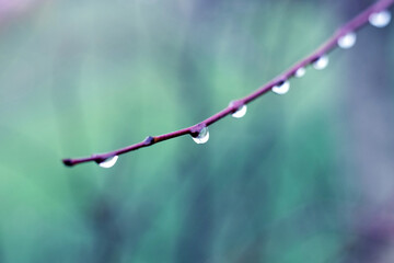 Wet tree branch with raindrops on a blurred background