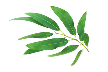  Branch and leaves eucalyptus on white background