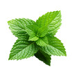 Fresh Mint leaf, Mint leaves isolated created with Generative AI