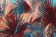 Low key palm leaves dark nature background.