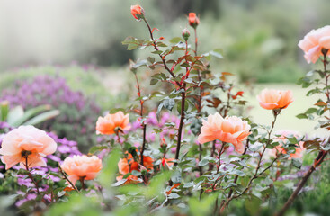 Sticker - Beautiful pink roses blooming in summer garden. Rose flowers growing outdoors, nature, blossoming flower art design background. Easter holiday rose bud close-up. Nature, Gardening concept