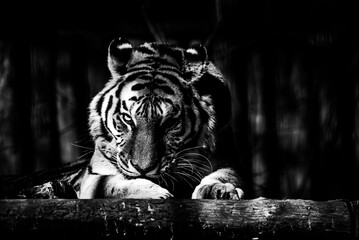 Poster - black and white photo of tiger