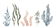 Blue And Green Seaweed Algae Leaves, Kelp. Underwater Plant. Hand Drawn Watercolor Illustration. Marine Design Elements For Print, Label, Packaging Paper, Cosmetic, Food, Card