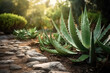 © Anastasiia - Aloe Vera Leaves And Cactus Plants, Desert Garden. Generative AI