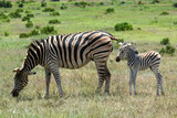 Fototapeta Sawanna - Zebras at the Addo Elephant National Park in South Africa