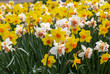 yellow and white daffodils flowers blooming in a garden