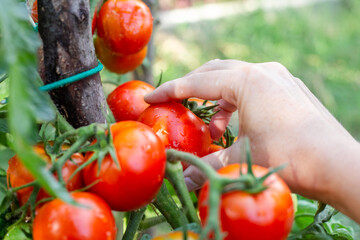 A woman harvests ripe red tomatoes from a bush after rain. Growing vegetables in the garden