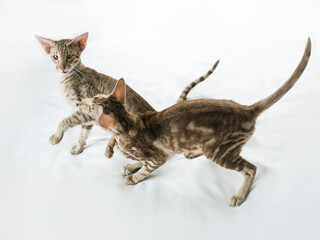 Wall Mural - Two cute oriental breed cats playing on white background. View from above.