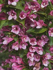 Poster - Beautiful pink flower buds and green leaves. Aesthetic flowers background