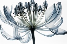 Isolated X-ray Of A Bell Agapanthus Flower On White Background. Generative AI
