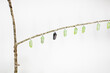 Monarch butterfly chrysalid hanging on a branch isolated on the white background. Educational picture of the pupa of butterflies. Ready to be born. 