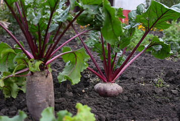 Wall Mural - Beets in the garden. Harvesting.