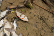 Martwa ryba na brzegu, skażone jezioro