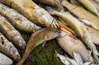 Śnięte ryby, katastrofa ekologiczna