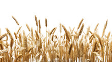 Wheat Field Transparent Background Png, Generative AI