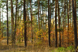 Fototapeta Las - The tall, slender trunks of the pine trees in the autumn woods under the evening sun