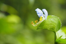ツユクサの花, Asiatic Dayflower