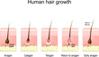 Human hair growth. life cycle of hair follicle. phases anagen, catagen, telogen,