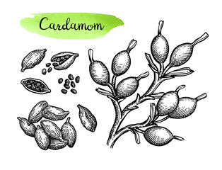 Canvas Print - cardamom ink sketch set.