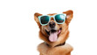 Funny happy dog wearing sunglasses transparent background png