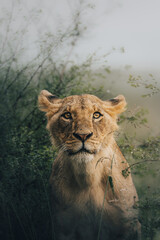 portrait of a lion