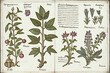 Drawings of plants and flowers in antique book with annotations, illustration