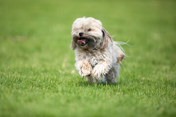 pet running in the park on a green grass