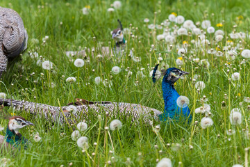 Wall Mural - Beautiful colorful peacock bird. The peacock has an outstretched tail. There are colored eyes on the tail.